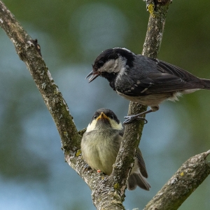 Redwell   27 05 2020   D500   Les 259.jpg